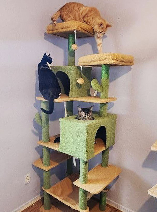 purrfectlife review photo